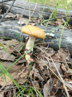 Гриб из Талдан