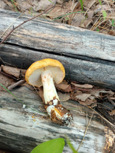 Гриб из Талдан