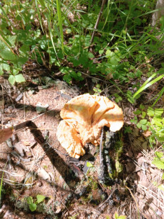 Гриб из Талдан