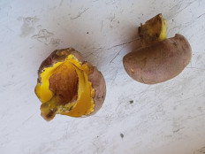 Гриб из брянск