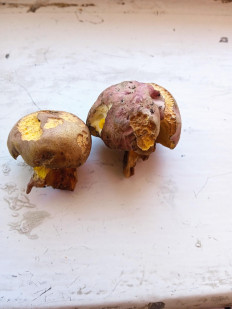 Гриб из брянск