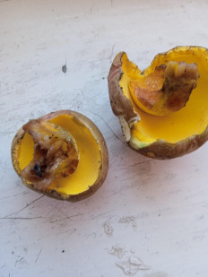 Гриб из брянск