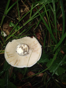 Гриб из село Архангельское