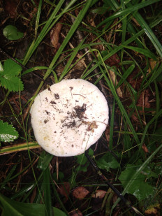 Гриб из село Архангельское