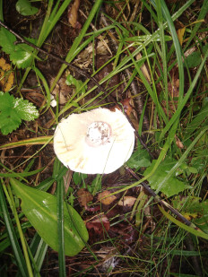 Гриб из село Архангельское