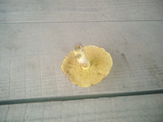 Гриб из село Архангельское