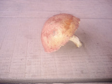 Гриб из село Архангельское