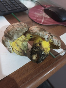 Гриб из г. Домодедово