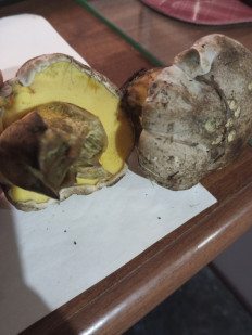 Гриб из г. Домодедово