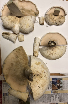 Гриб из Москва