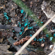 Хлороцибория сине-зеленая