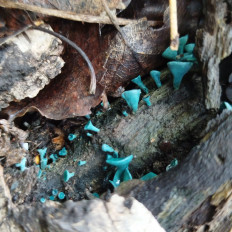 Хлороцибория сине-зеленая