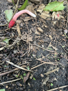 Гриб из Челябинск