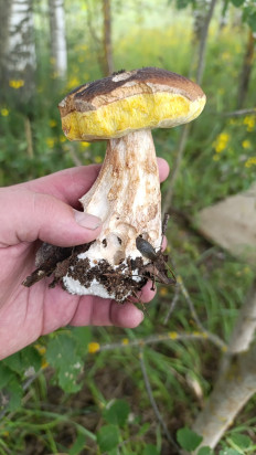 Гриб из Волоколамск, Дер.Суворово