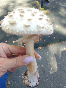 Зонтик краснеющий