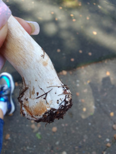 Зонтик краснеющий