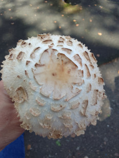 Зонтик краснеющий