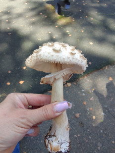 Зонтик краснеющий