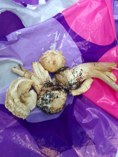 Зонтик краснеющий