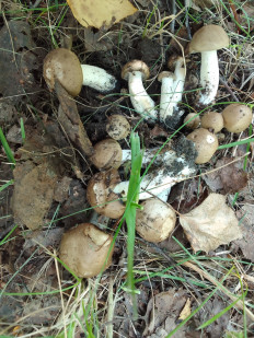 Гриб из Омск