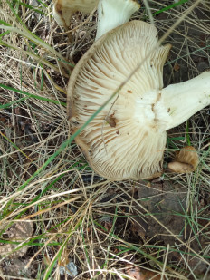 Гриб из Омск