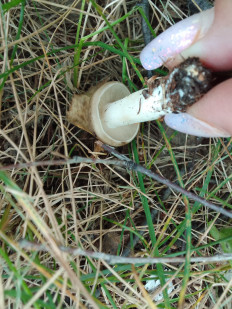 Гриб из Омск