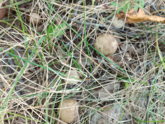 Гриб из Омск