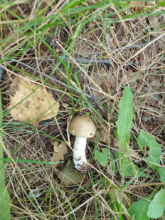 Гриб из Омск