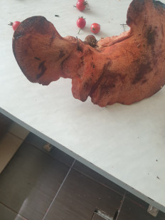 Гриб из Воронеж