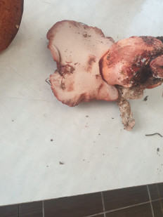 Гриб из Воронеж