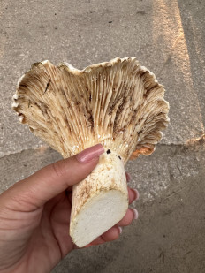 Гриб из Московская область, Есино