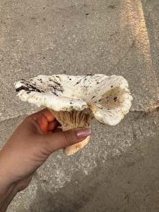 Гриб из Московская область, Есино