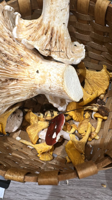 Гриб из Московская область, Есино