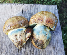 Caloboletus radicans - Боровик коренящийся