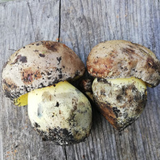 Caloboletus radicans - Боровик коренящийся