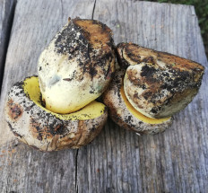 Caloboletus radicans - Боровик коренящийся