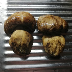 Caloboletus radicans - Боровик коренящийся