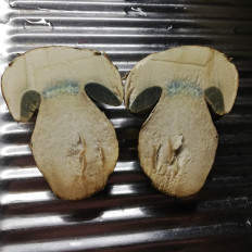 Caloboletus radicans - Боровик коренящийся