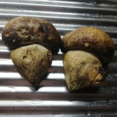 Caloboletus radicans - Боровик коренящийся