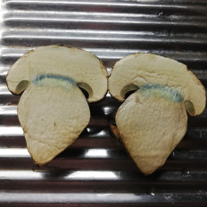 Caloboletus radicans - Боровик коренящийся