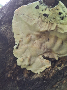 Гриб из Москва