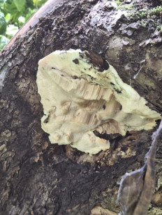 Гриб из Москва