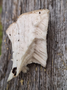 Гриб из Москва