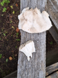 Гриб из Москва