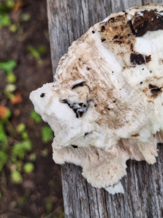 Гриб из Москва