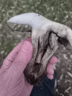 Гриб из Berlin