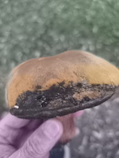 Гриб из Berlin