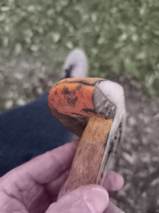 Гриб из Berlin