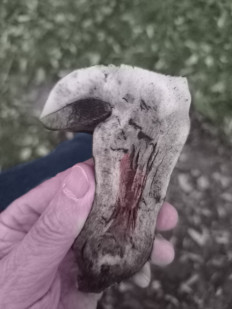 Гриб из Berlin