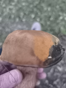 Гриб из Berlin